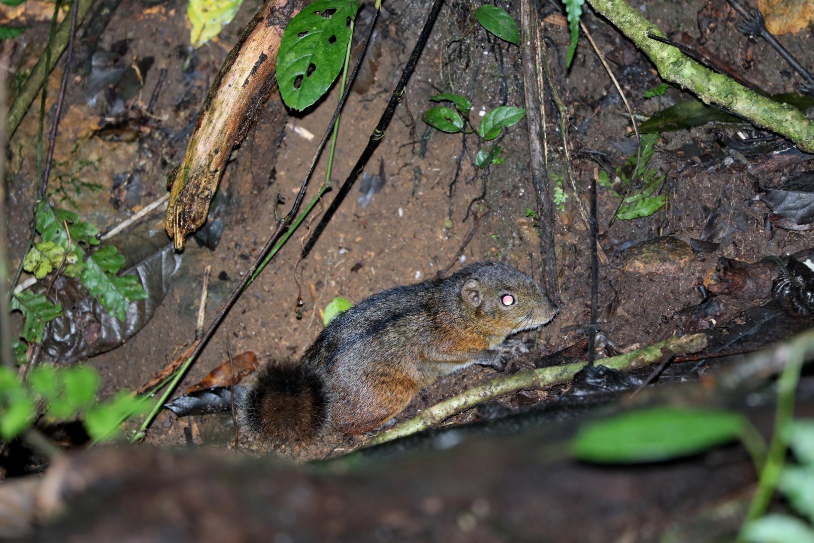 three-striped ground squirrel (Lariscus insignis)