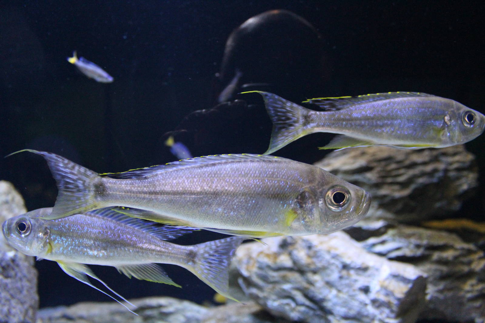 Three-striped Haplotaxodon