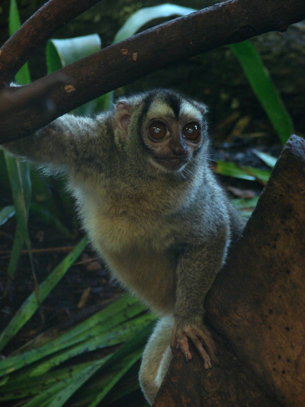 Three striped night monkey (Aotus trivirgatus)