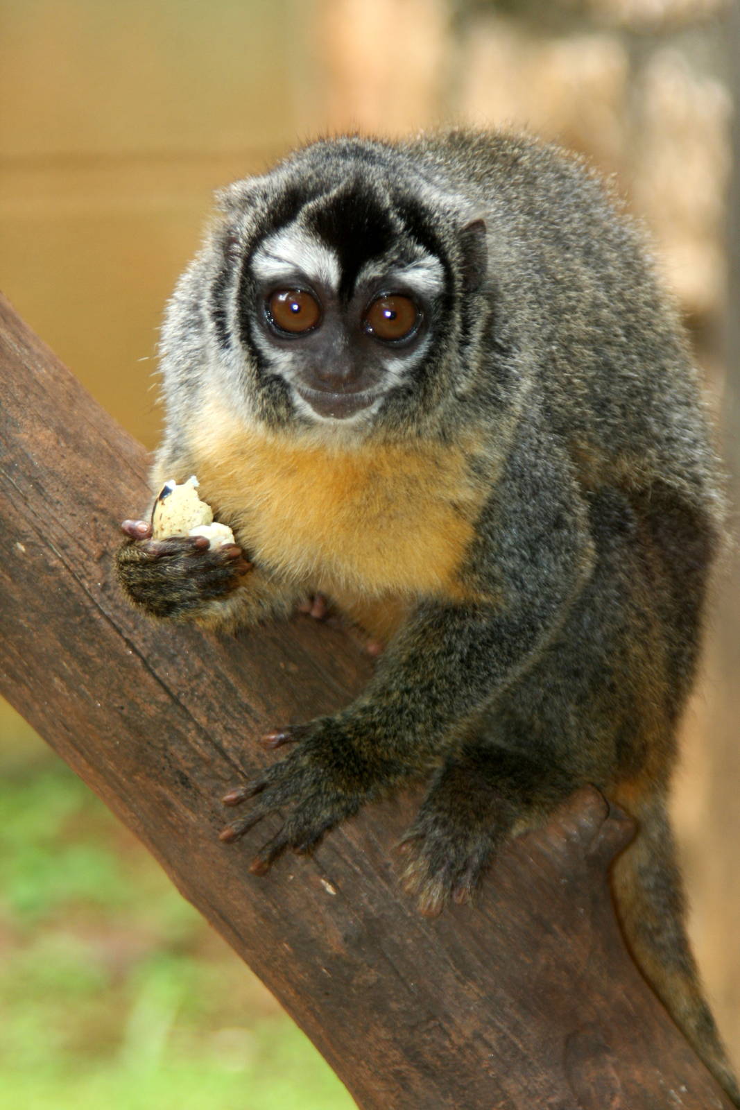 three-striped night monkey (Aotus trivirgatus)