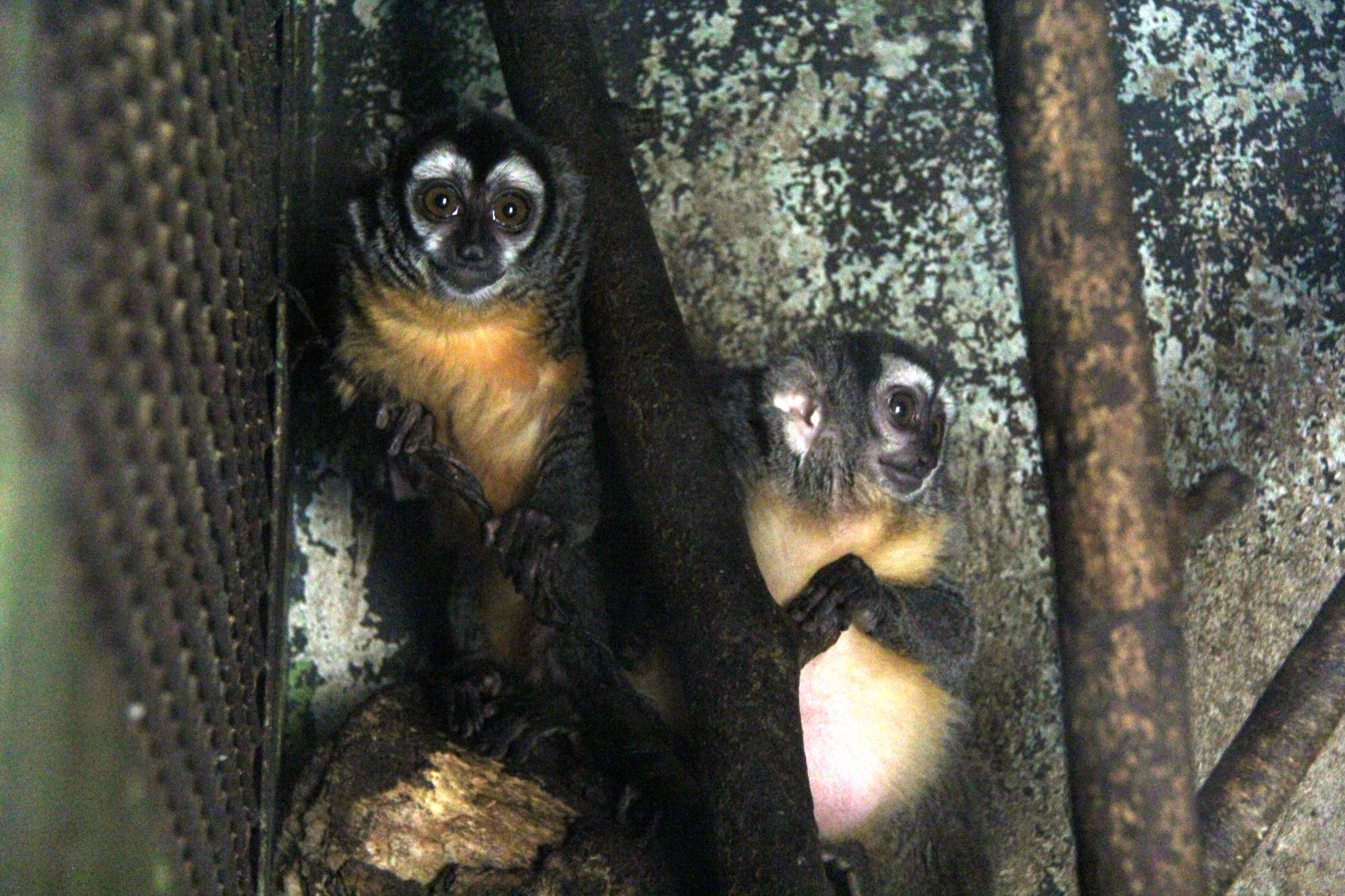 Three-striped night monkey (Aotus trivirgatus)