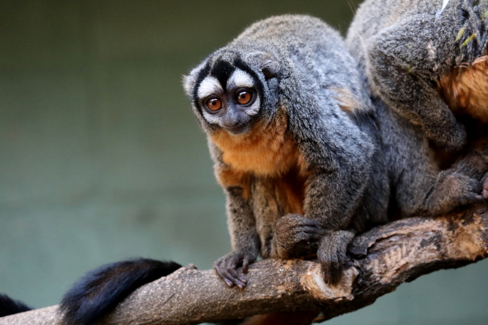 three-striped night monkey (Aotus trivirgatus)