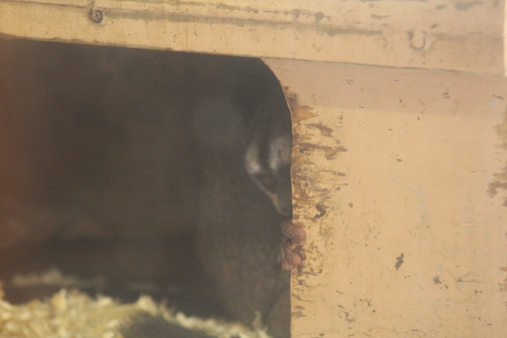 Three-Striped Night-Monkey