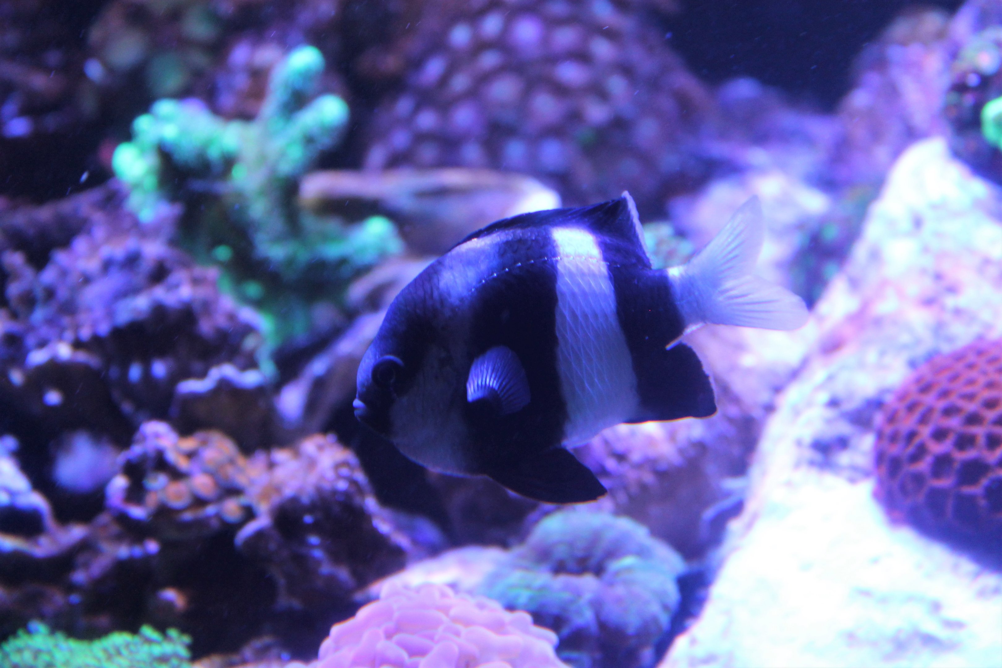 Three-striped or Humbug Damselfish (Dascyllus aruanus)