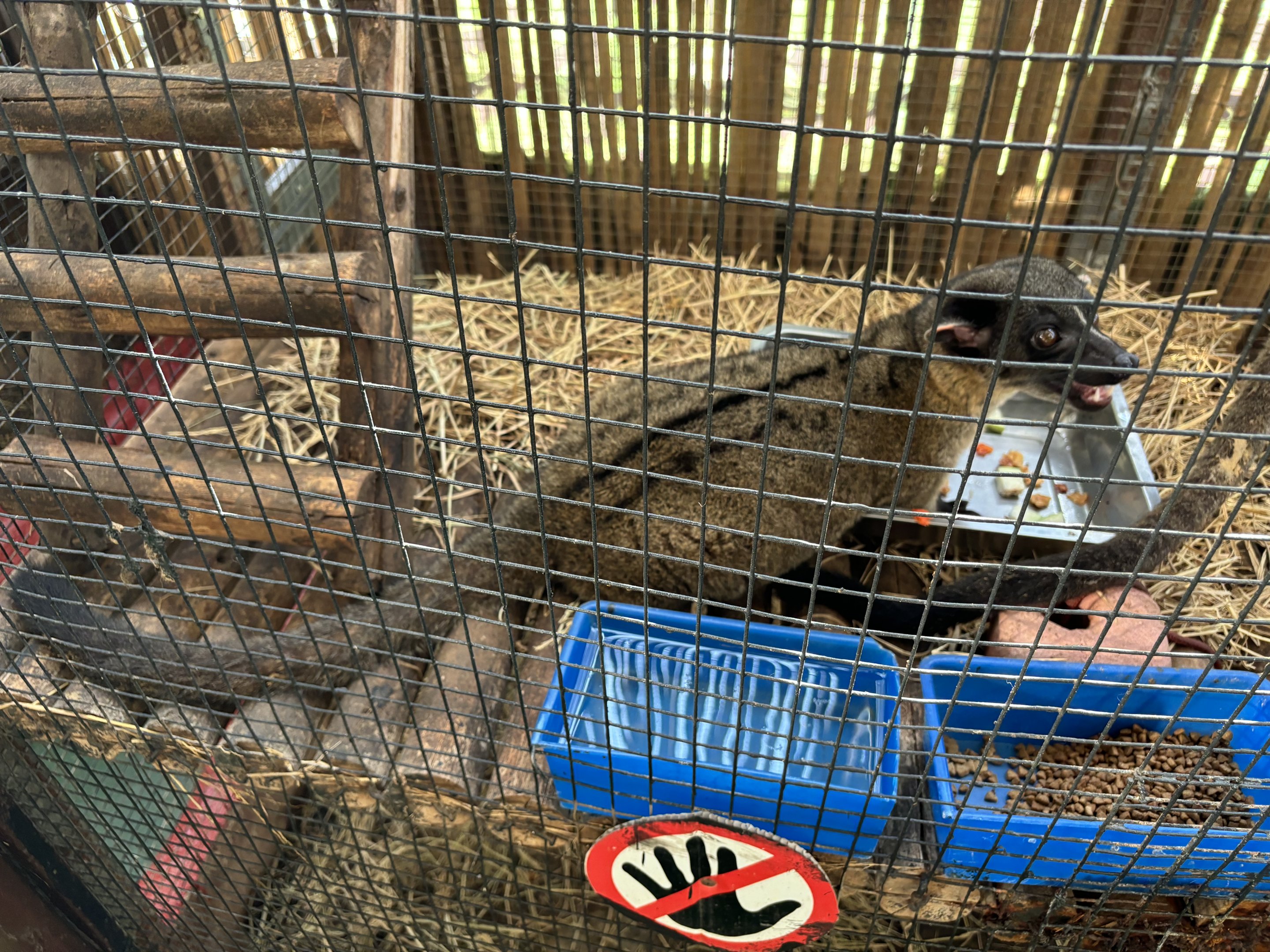 Three-striped Palm Civet