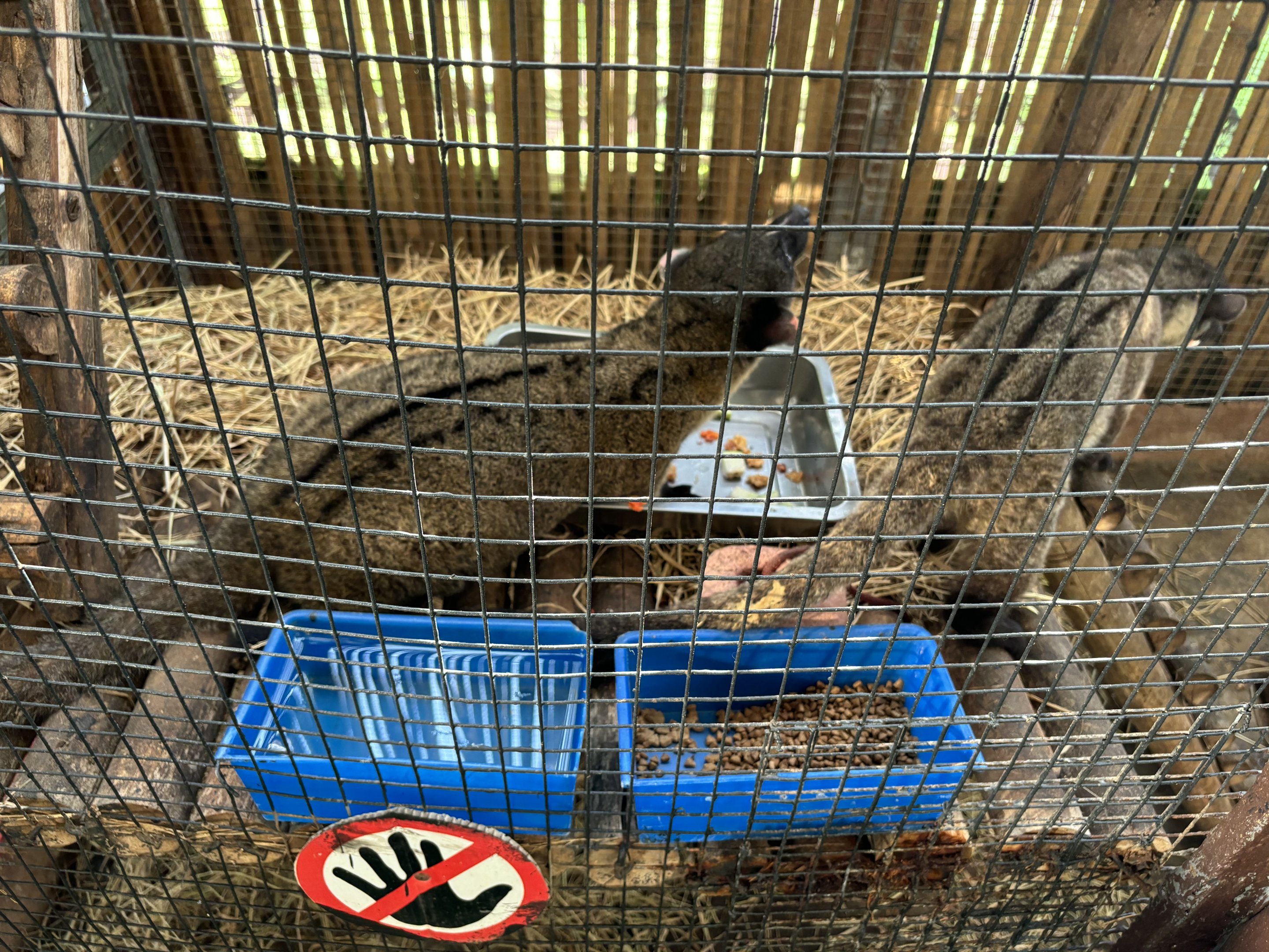 Three-striped Palm Civets