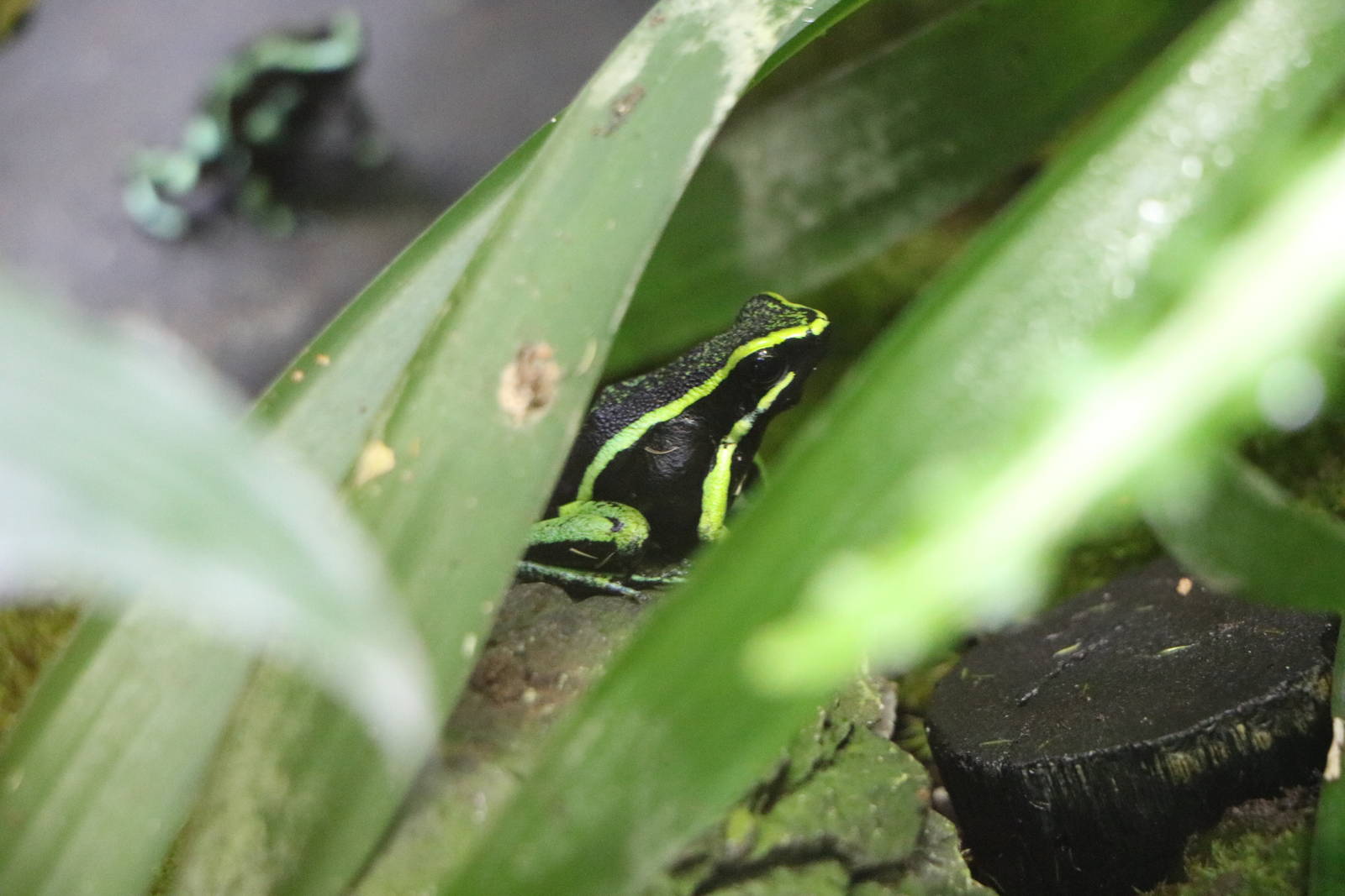 Three-striped poison dart frog- Sunshine Aquarium Tokyo, February 2016