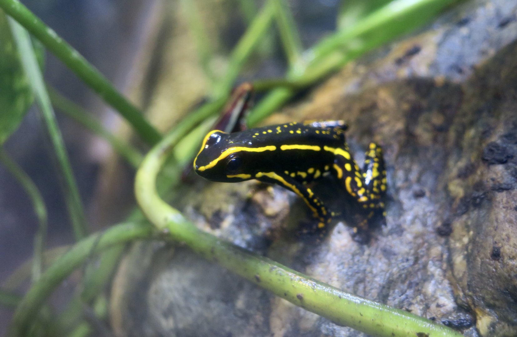 Three-Striped Poison Frog (Ameerega trivittata)