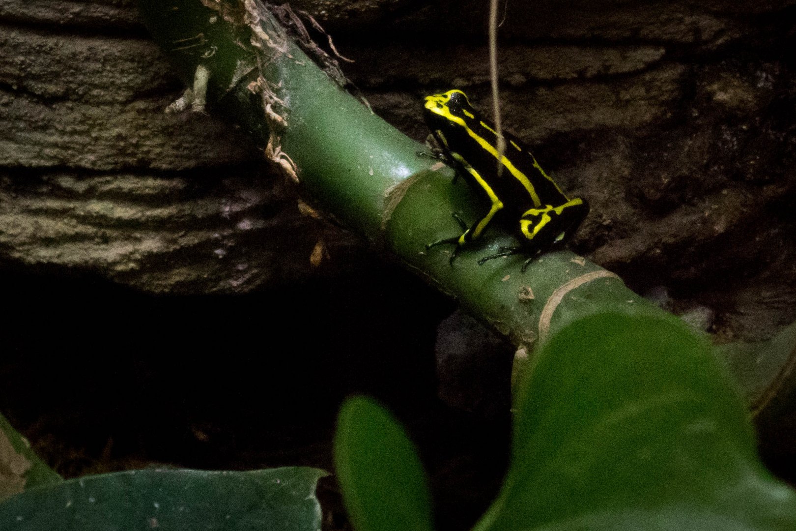 Three-striped poison frog