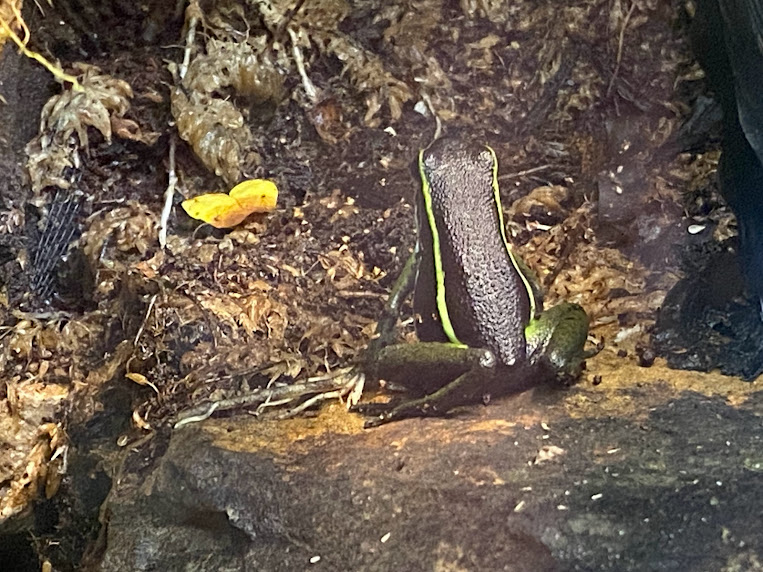Three-striped Poison Frog