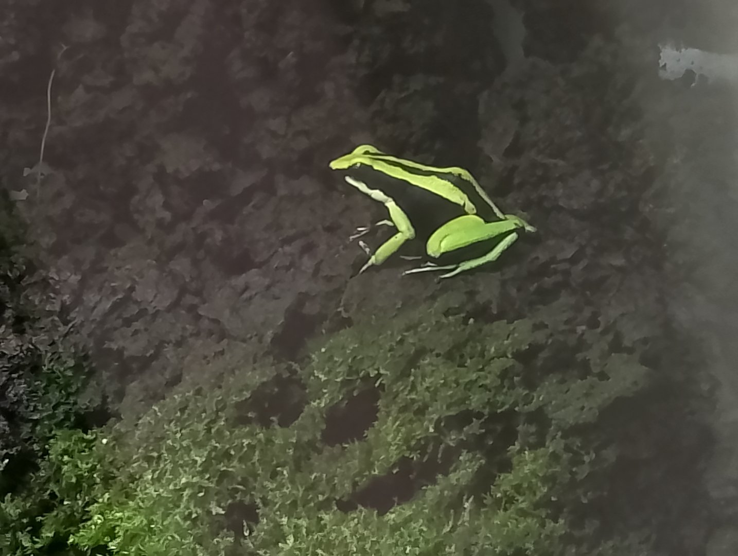 Three-striped poison frog