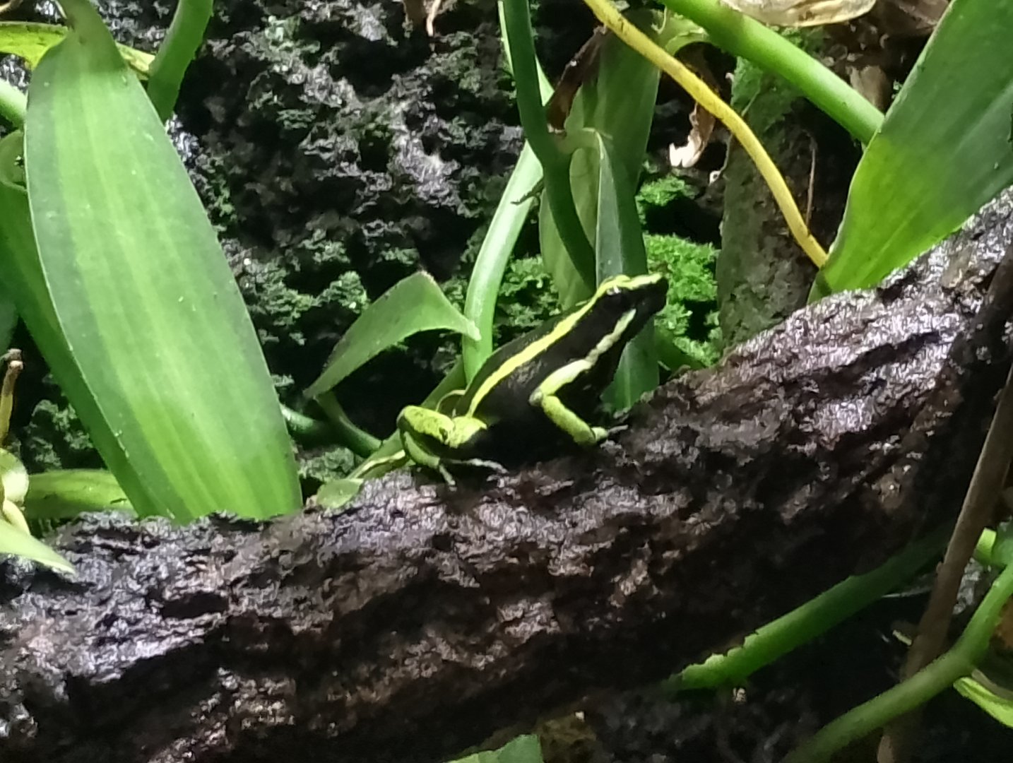 Three-striped poison frog