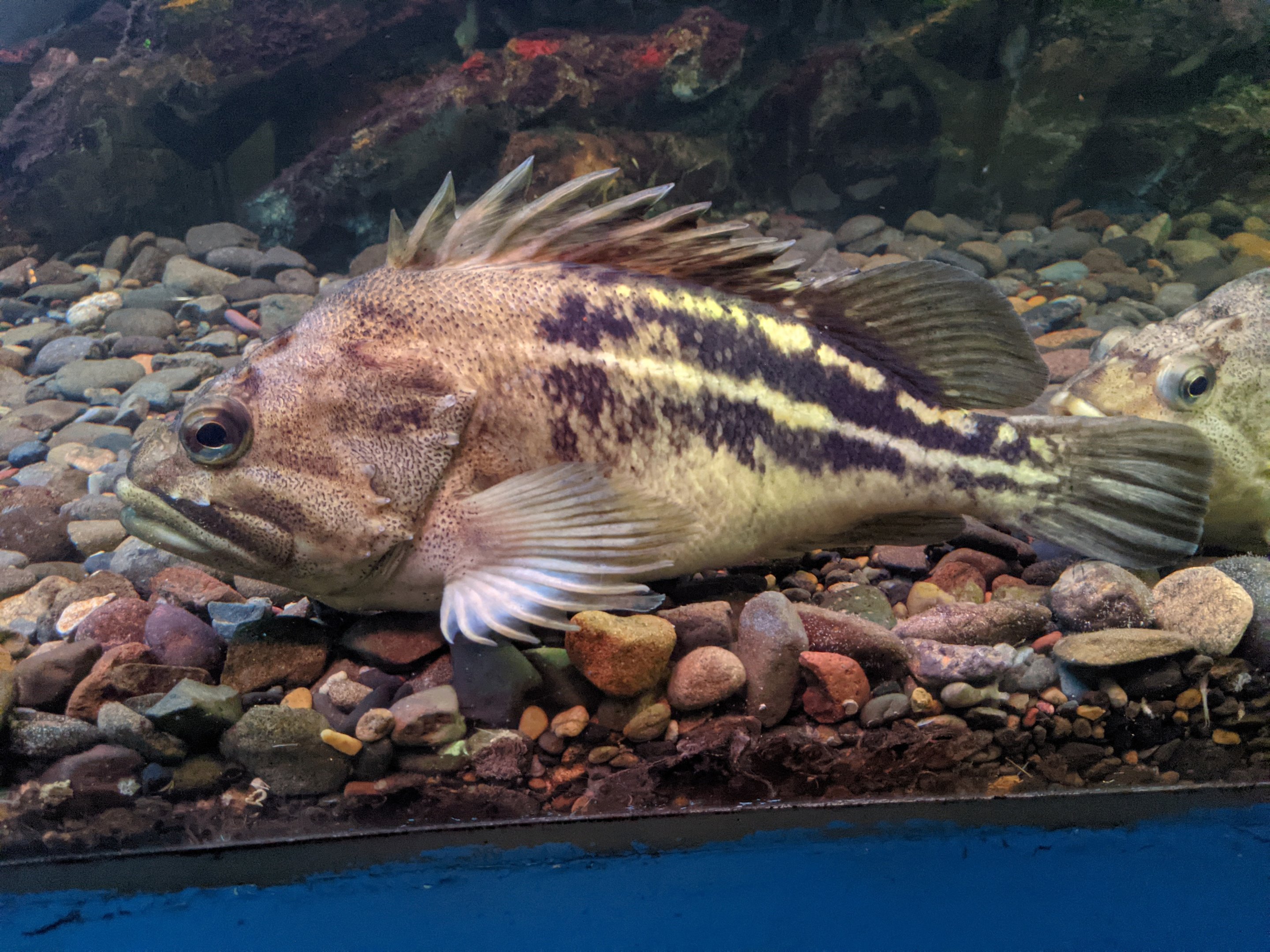 Three-striped Rockfish (Sebastes trivittatus), Wakkanai Aquarium