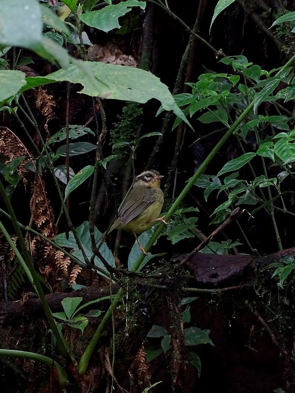 Three-striped warbler