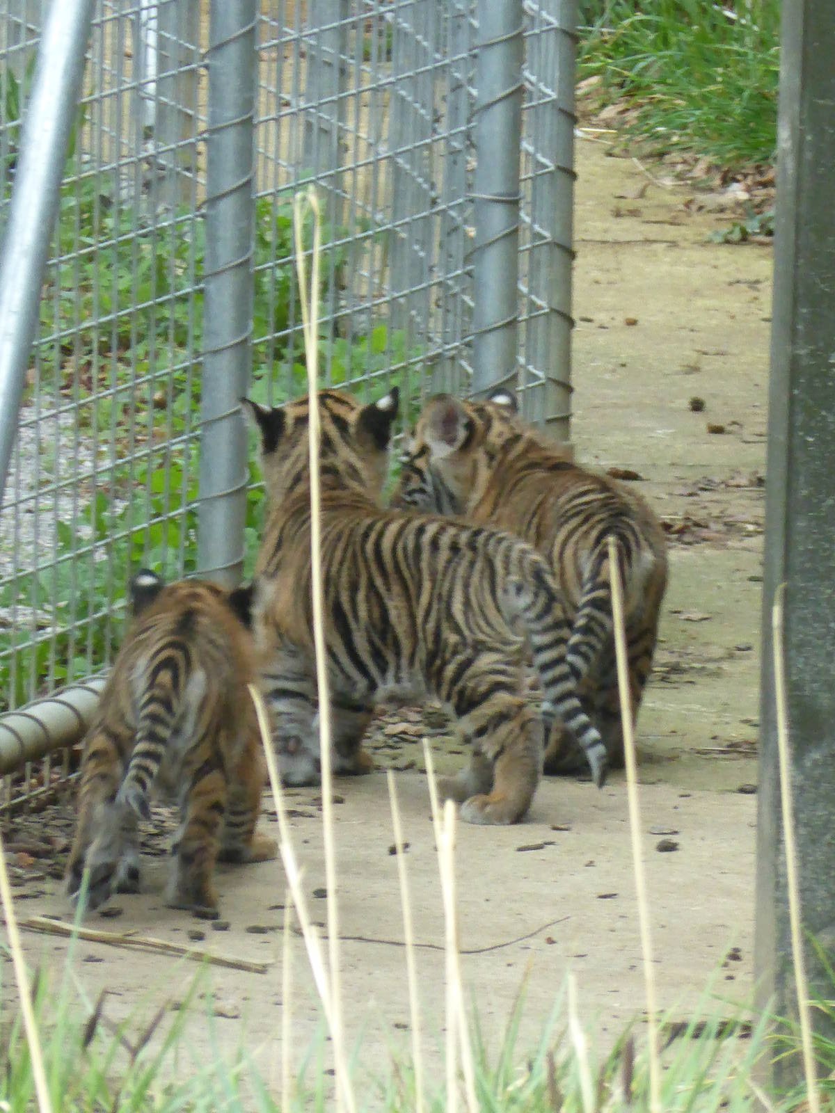 Three Tiger Cubs