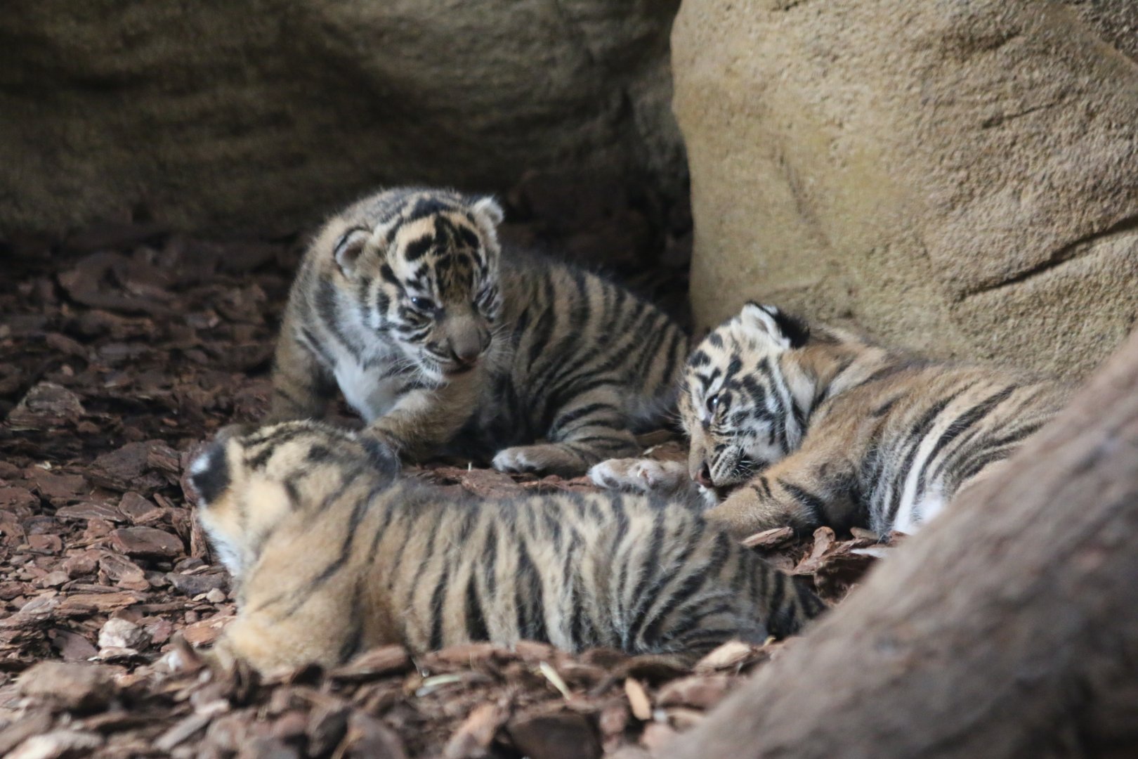 Three Tiger Cubs