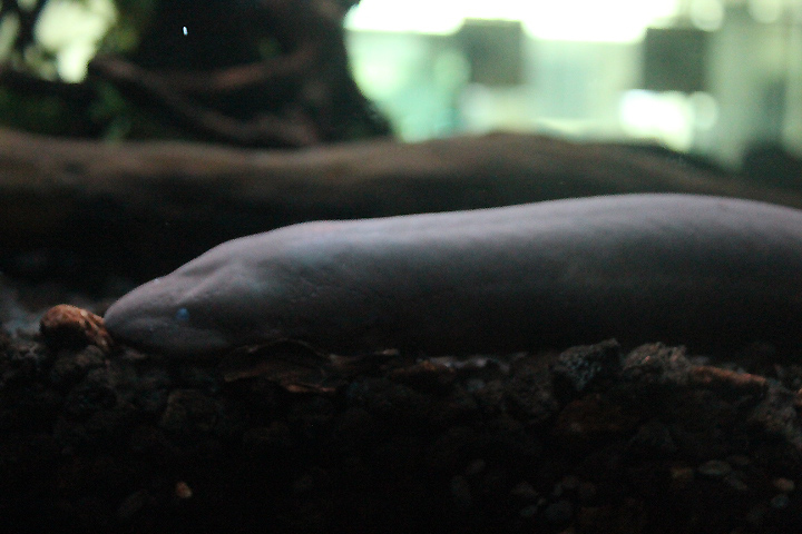 Three-toed amphiuma (Amphiuma tridactylum) - Animalium BRIN