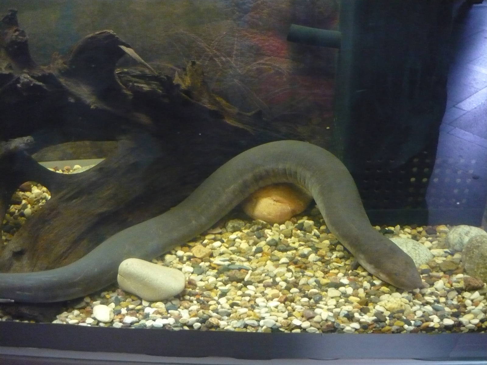 Three-toed amphiuma (Amphiuma tridactylum)