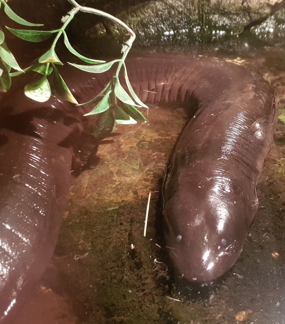 Three-toed amphiuma - Amphiuma tridactylum