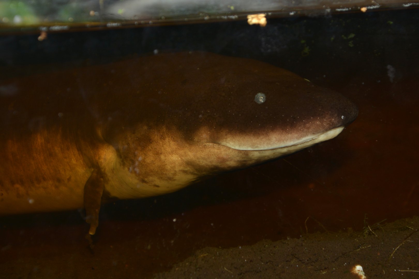 Three-toed amphiuma (Amphiuma tridactylum)