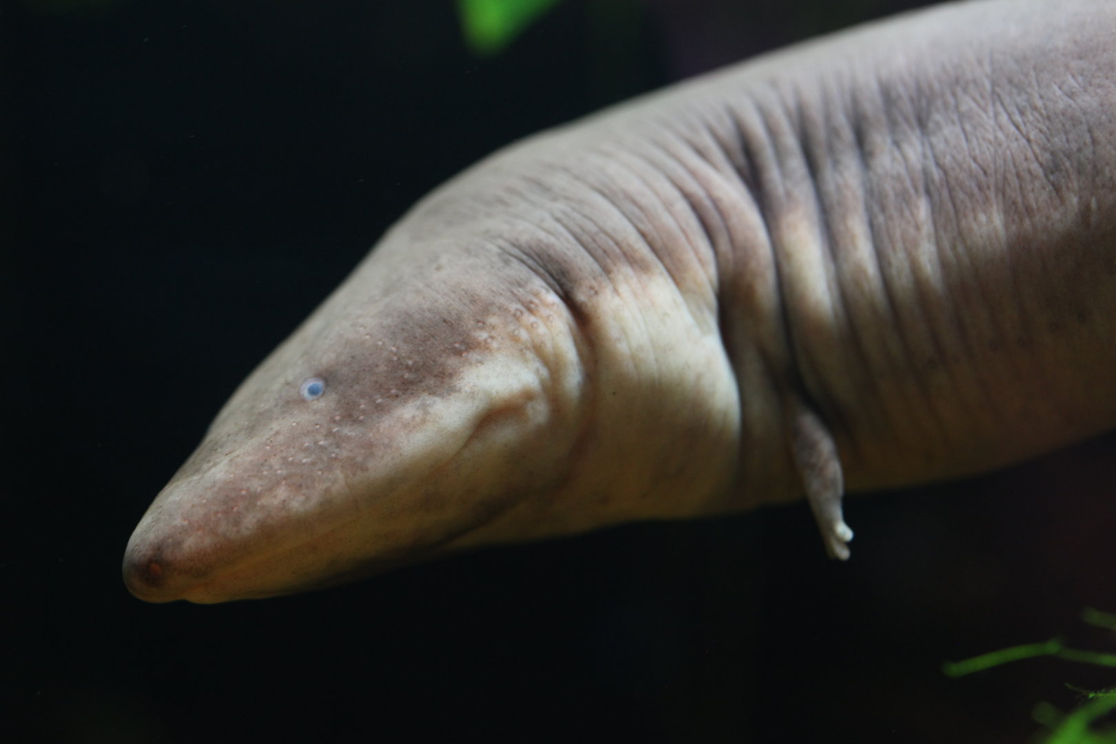 Three-toed amphiuma (Amphiuma tridactylum)