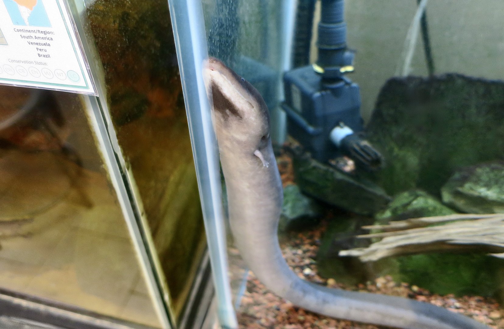Three-Toed Amphiuma (Amphiuma tridactylum)