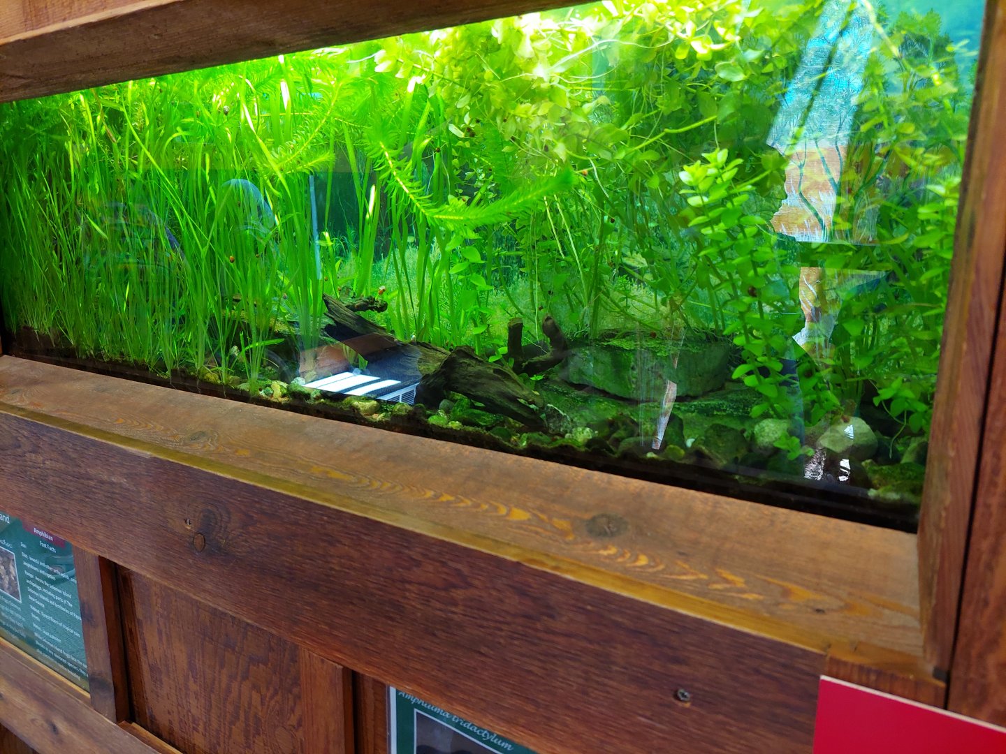 Three-Toed Amphiuma Exhibit