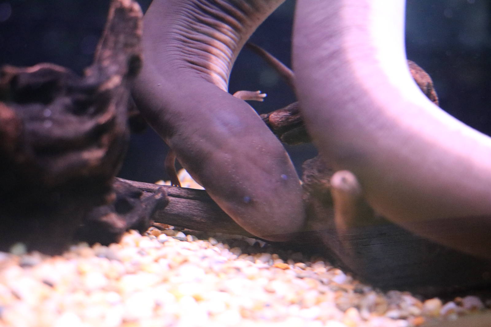 Three-toed amphiuma, February 2016