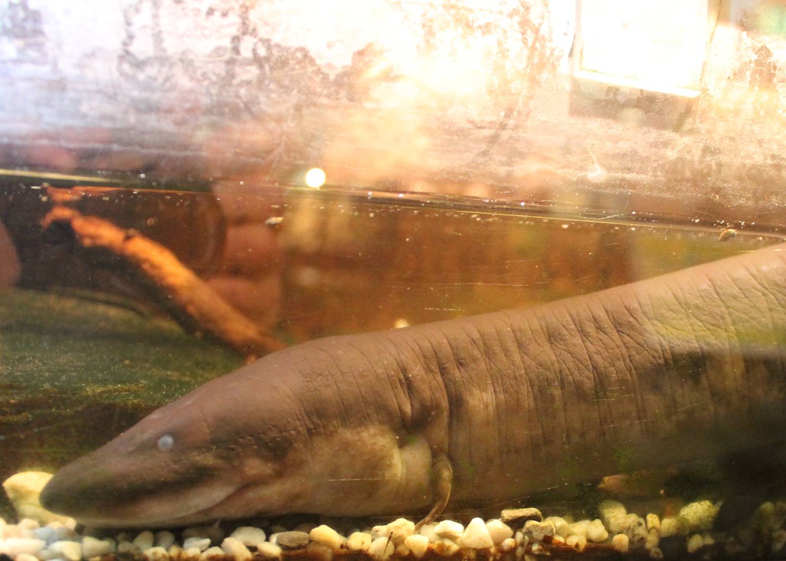 Three-toed amphiuma