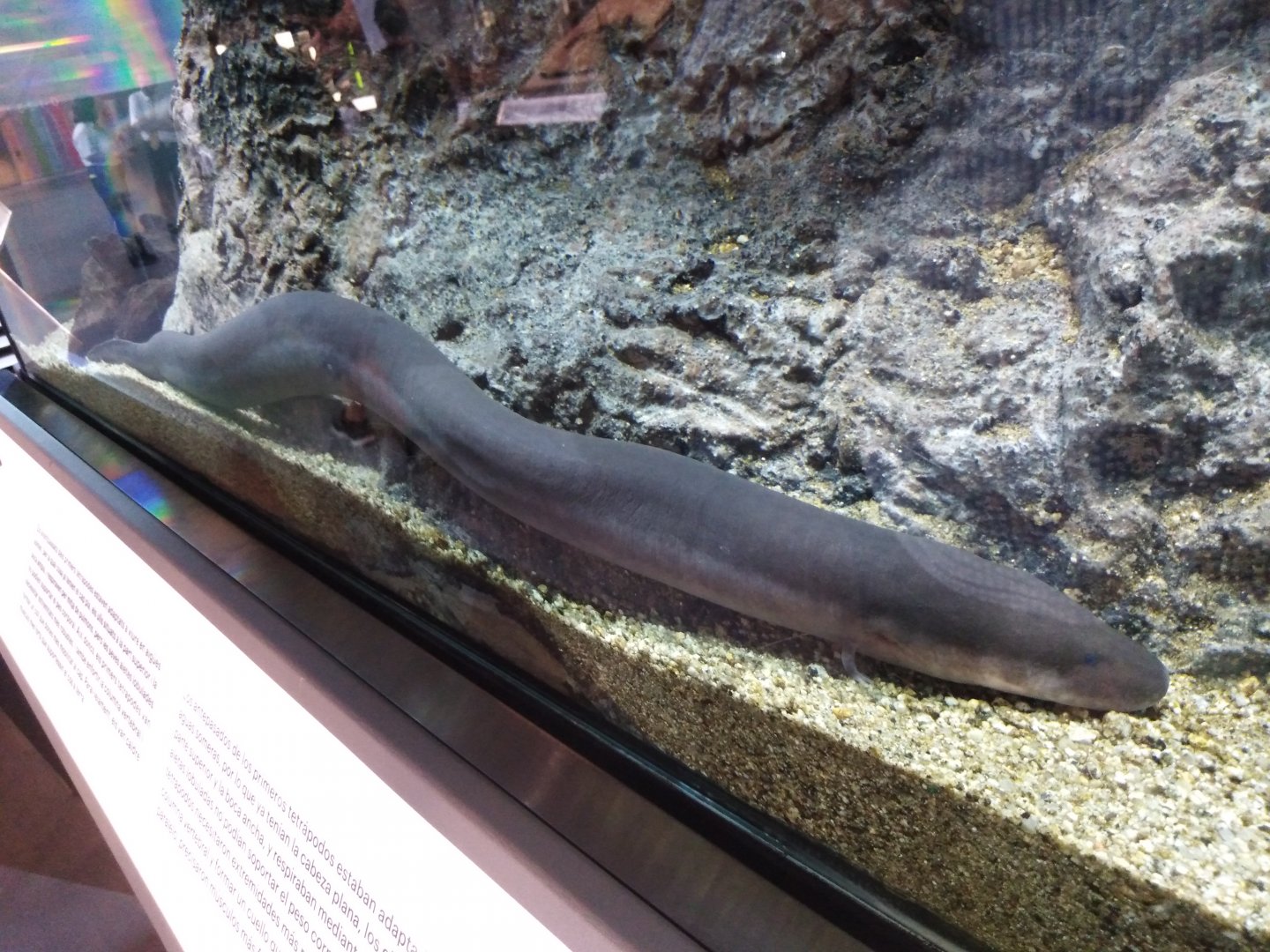 Three-toed amphiuma
