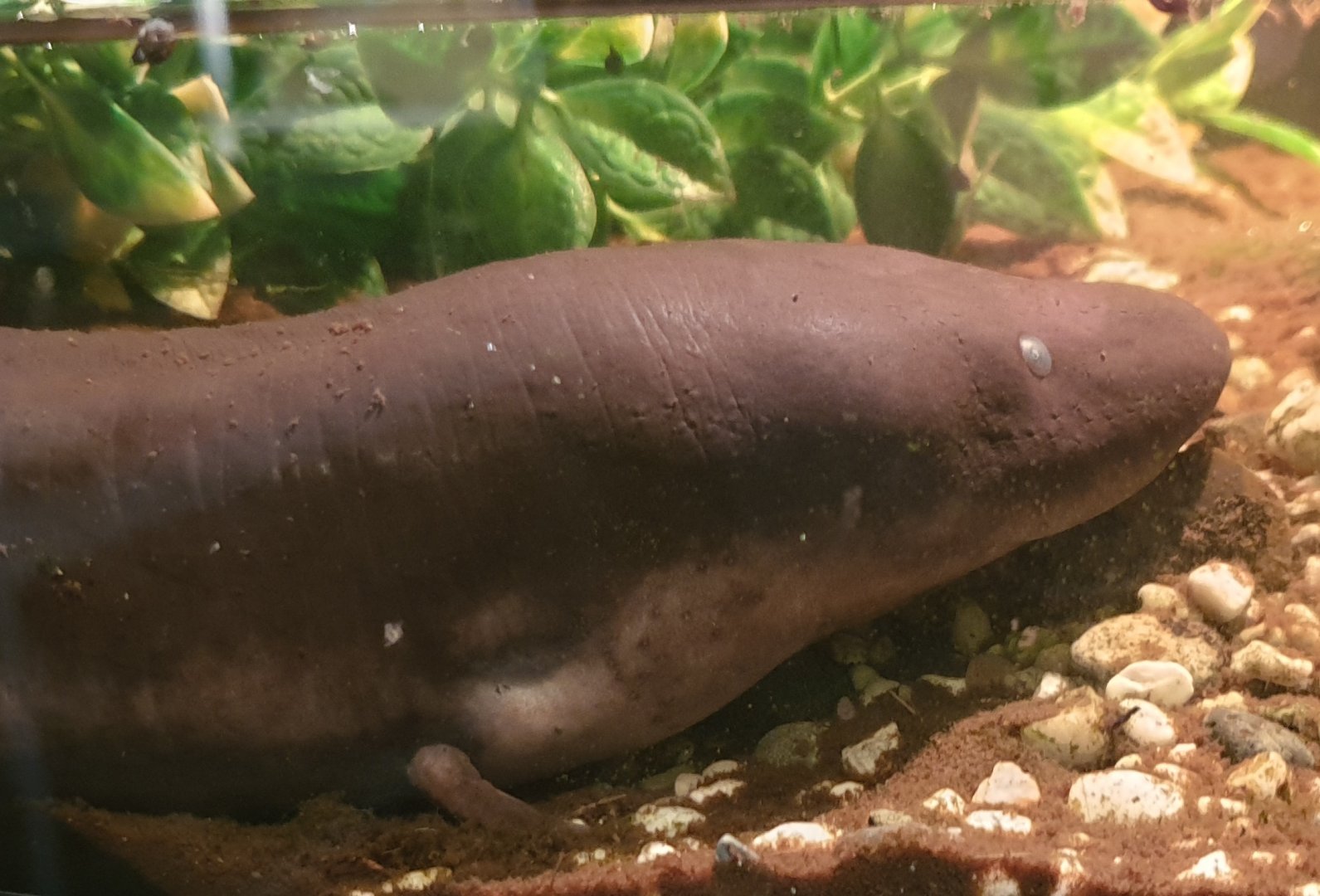Three-toed amphiuma