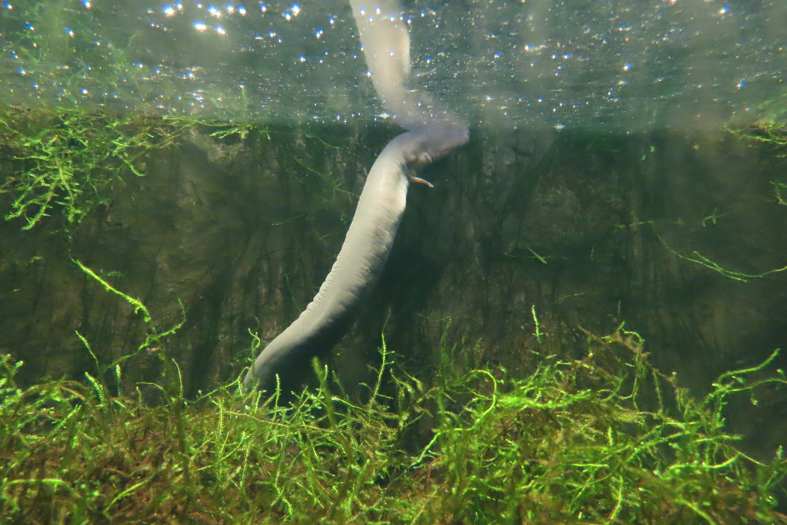 Three toed amphiuma