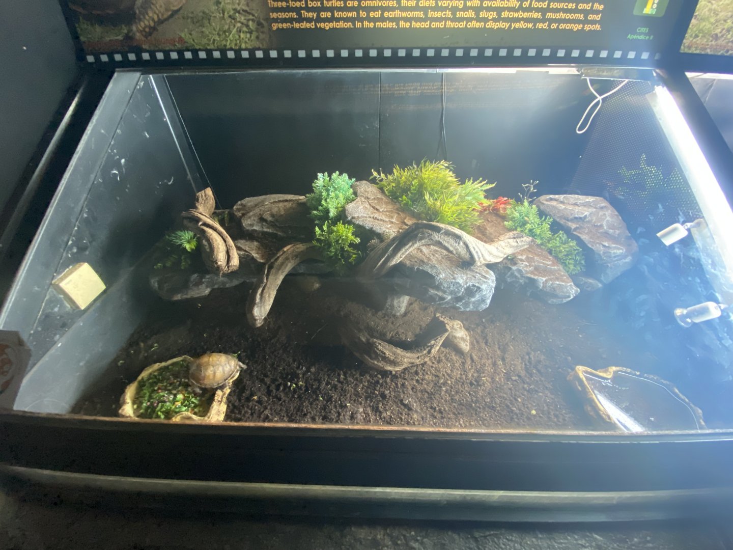 Three-toed box turtle exhibit