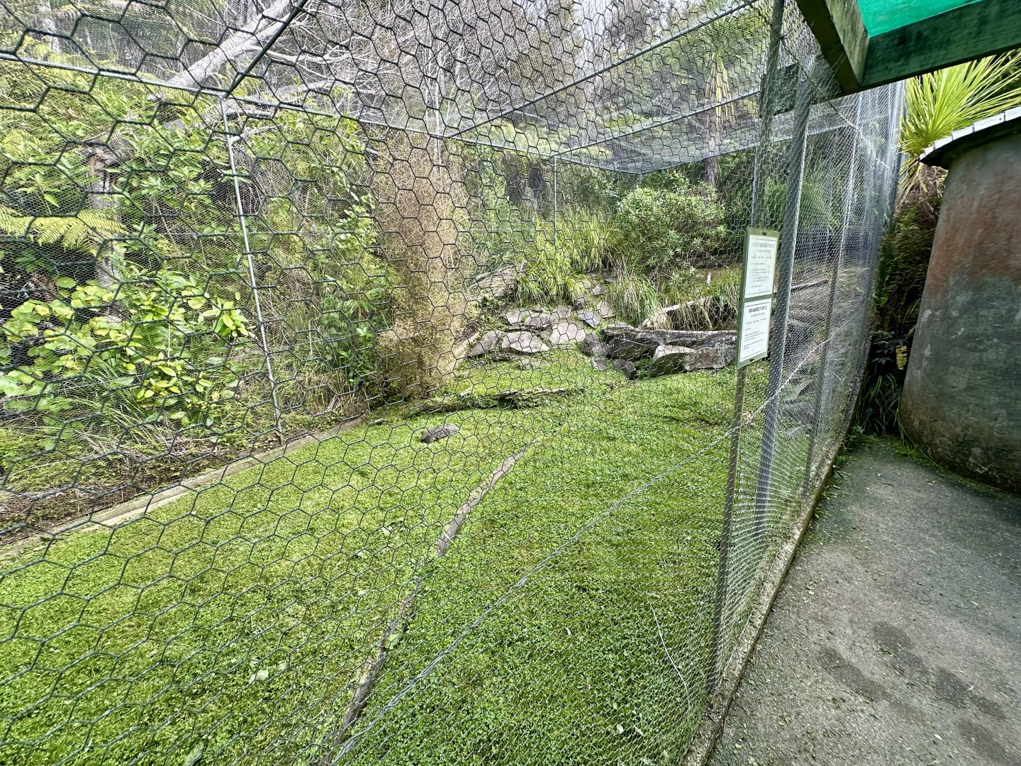 Three-toed Box Turtle/Red-eared Slider Turtle Exhibit