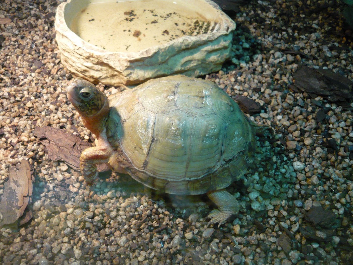 Three-toed box turtle (Terrapene carolina triunguis)