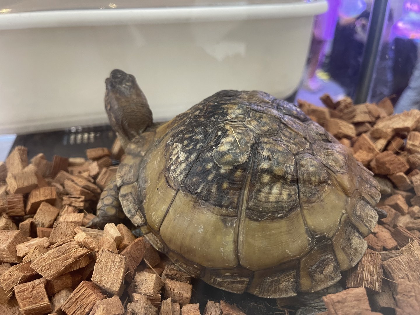 three-toed box turtle (terrapene triunguis)