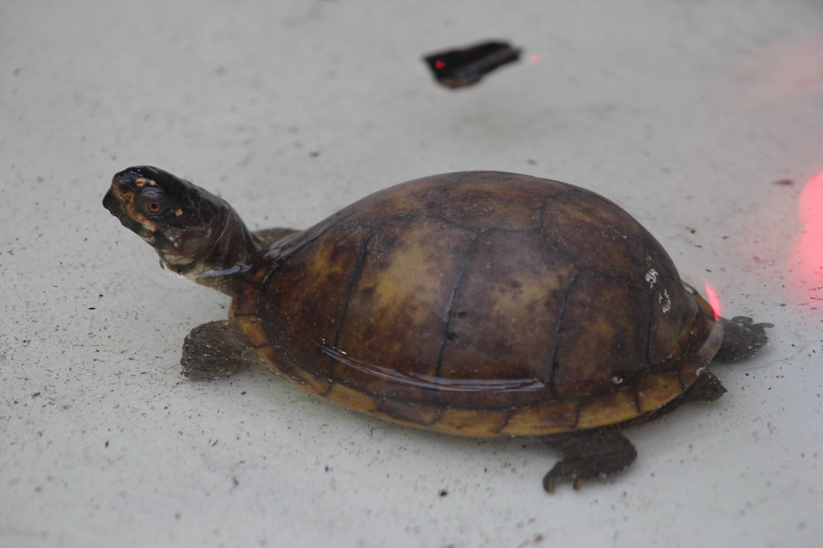 Three-toed box turtle
