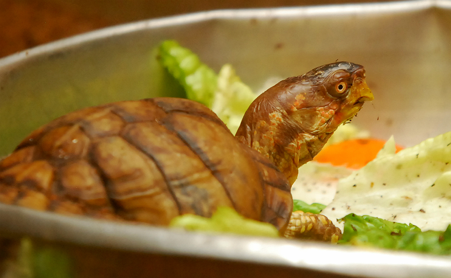 THREE TOED BOX TURTLE