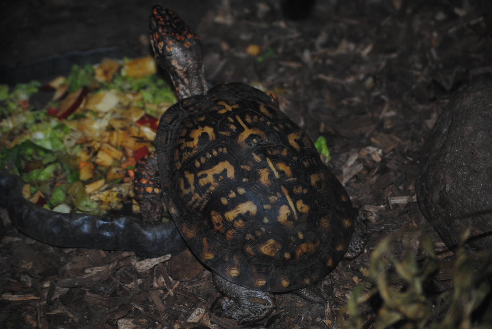Three-Toed Box Turtle