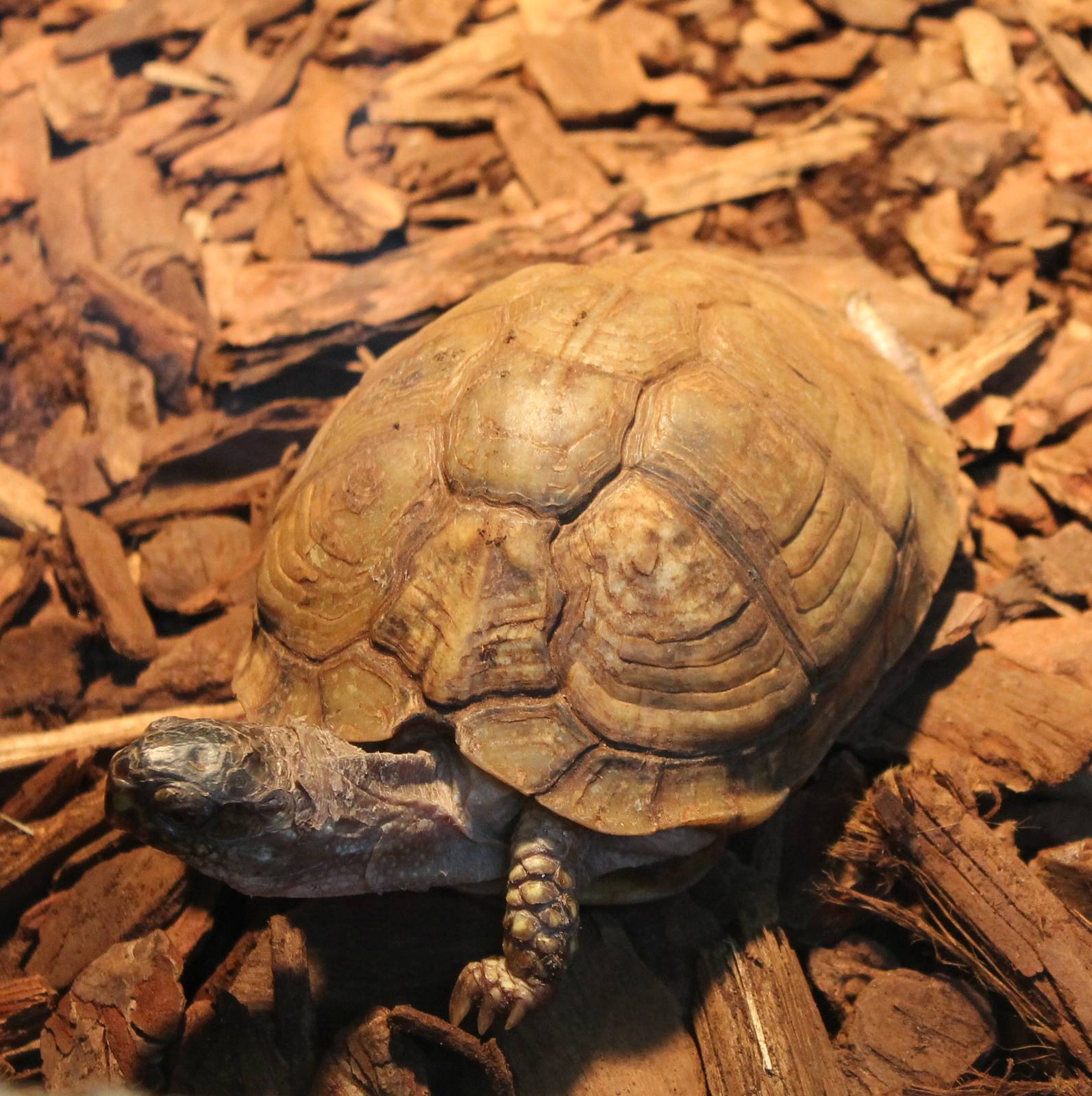 Three-toed box turtle