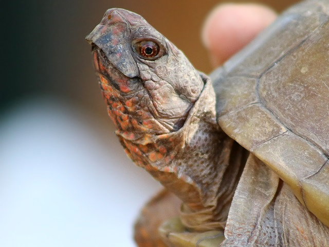 Three-toed Box Turtle
