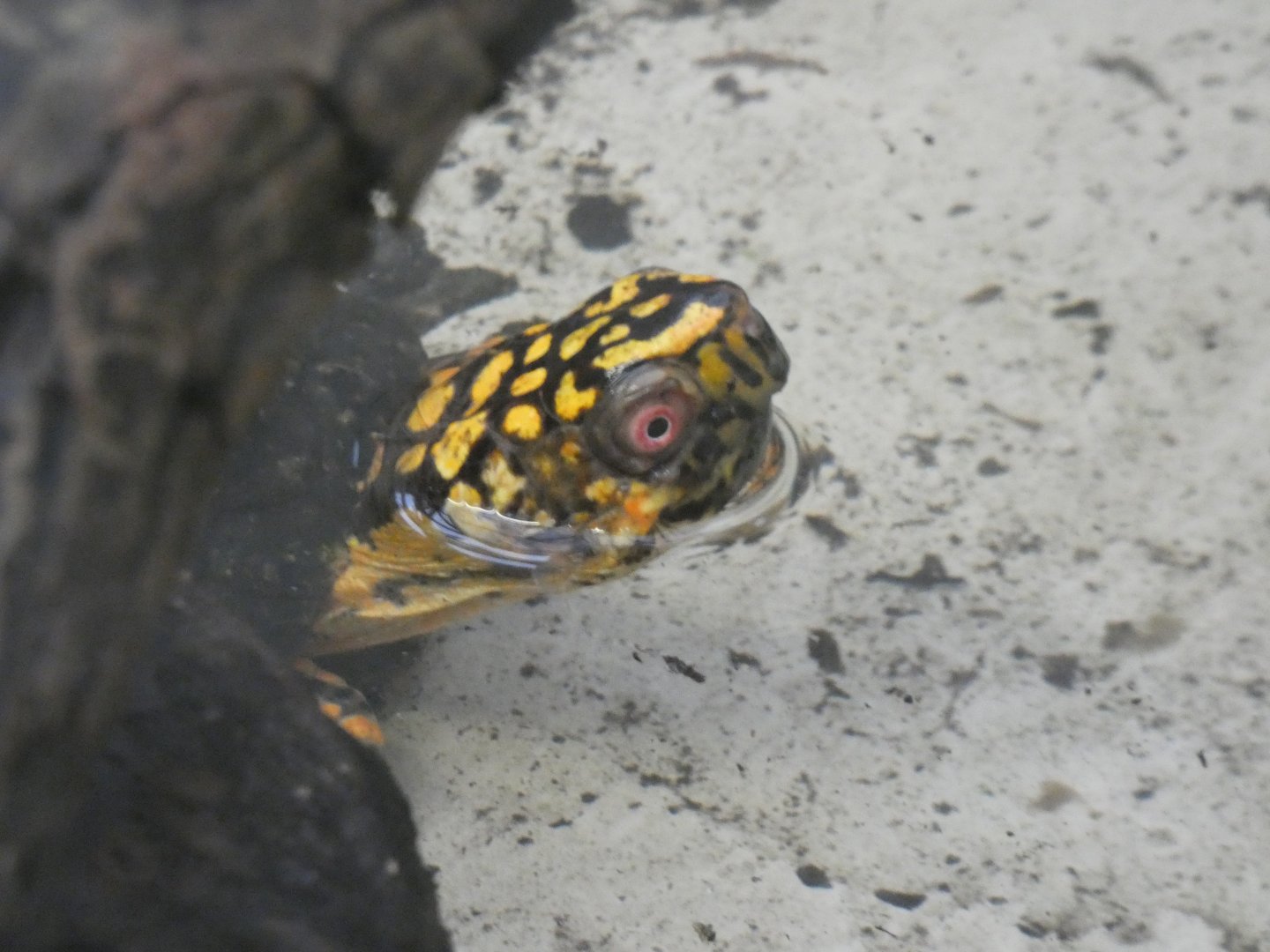 Three-toed Box Turtle