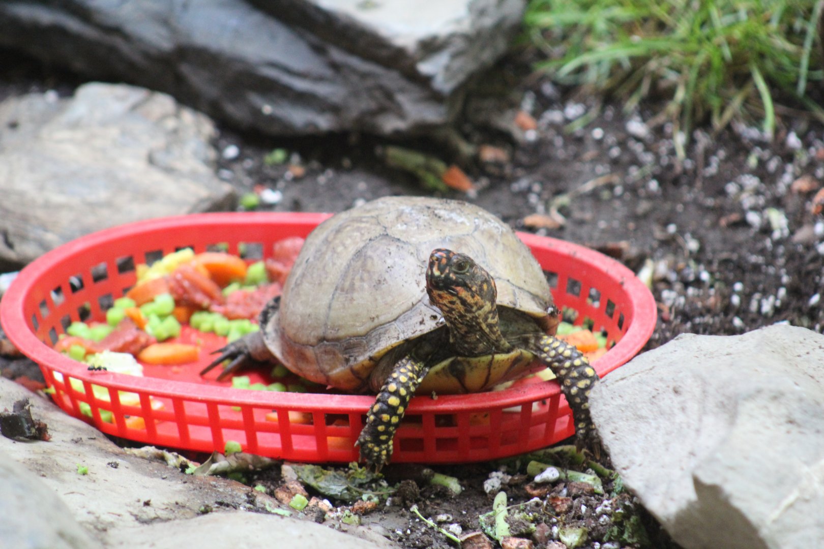 Three-Toed Box Turtle