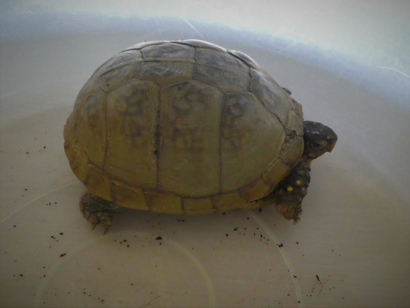 Three-toed Box Turtle