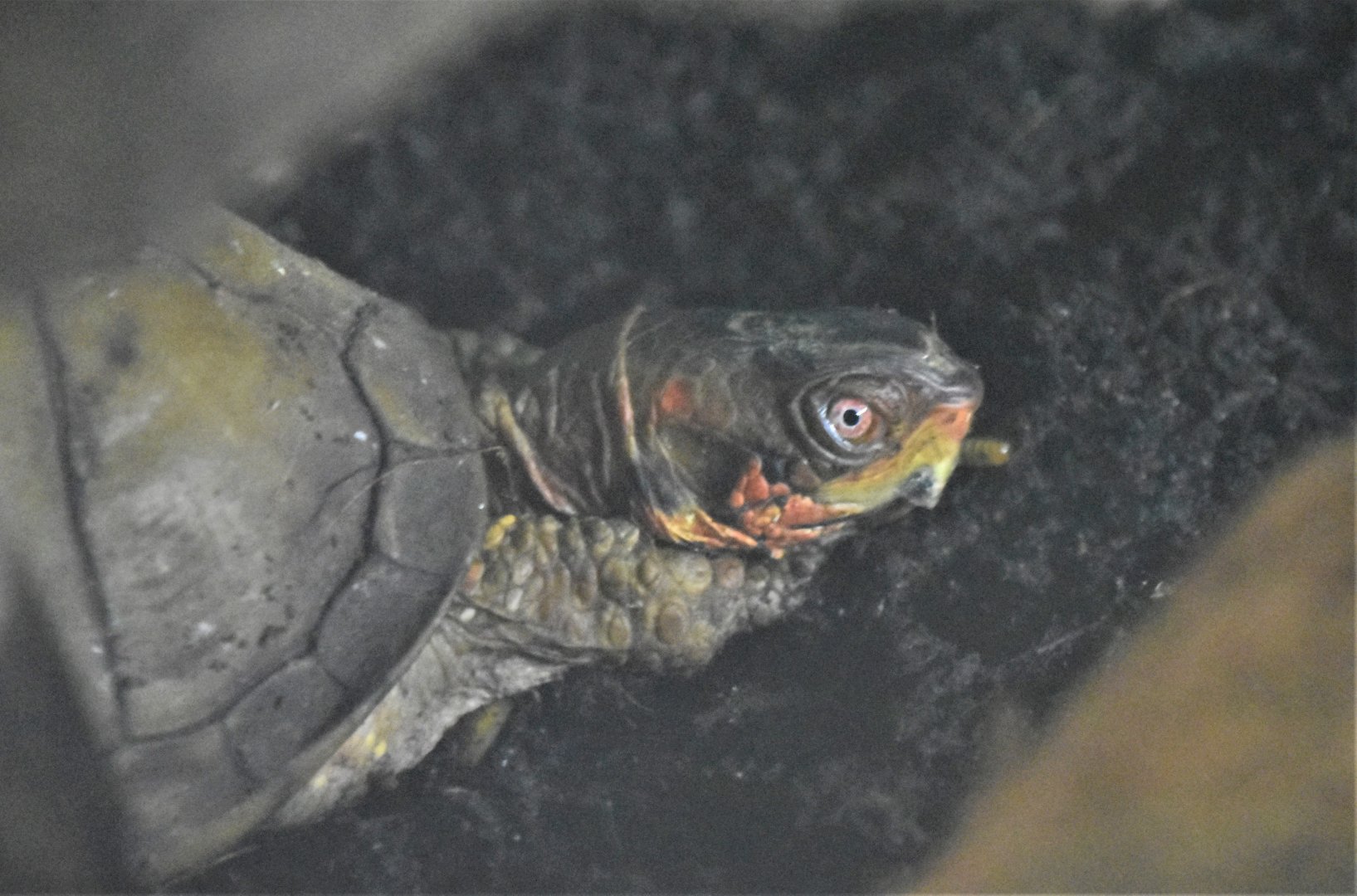 Three-toed box turtle