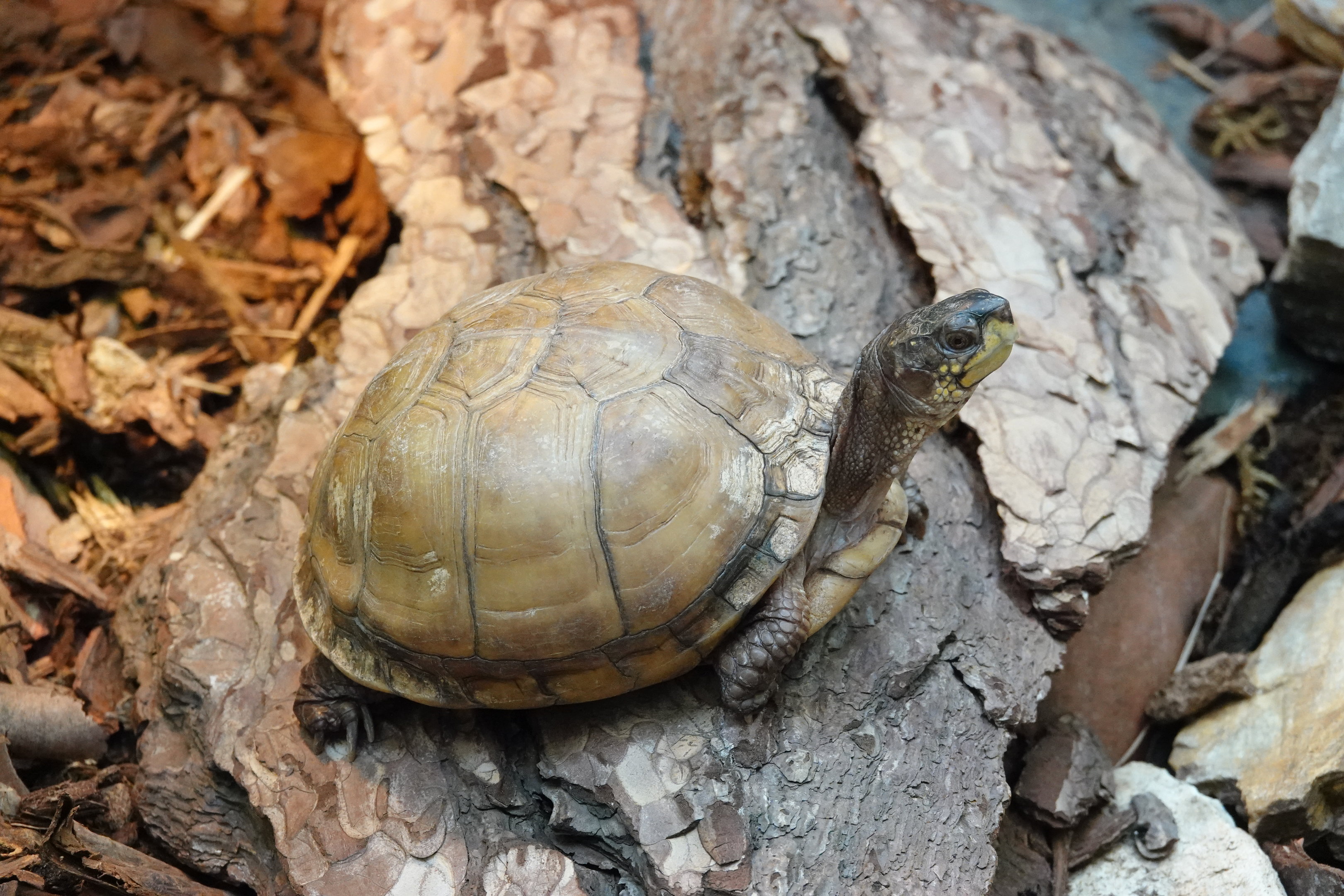 Three-toed box turtle