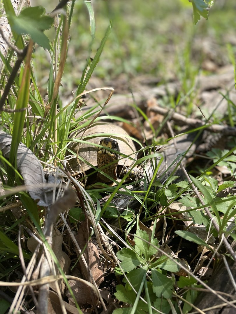 Three-toed Box Turtle