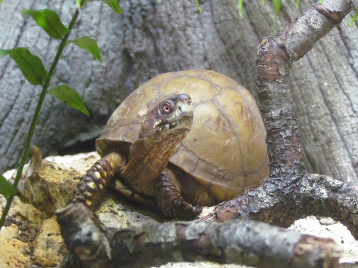 Three-toed Box Turtle