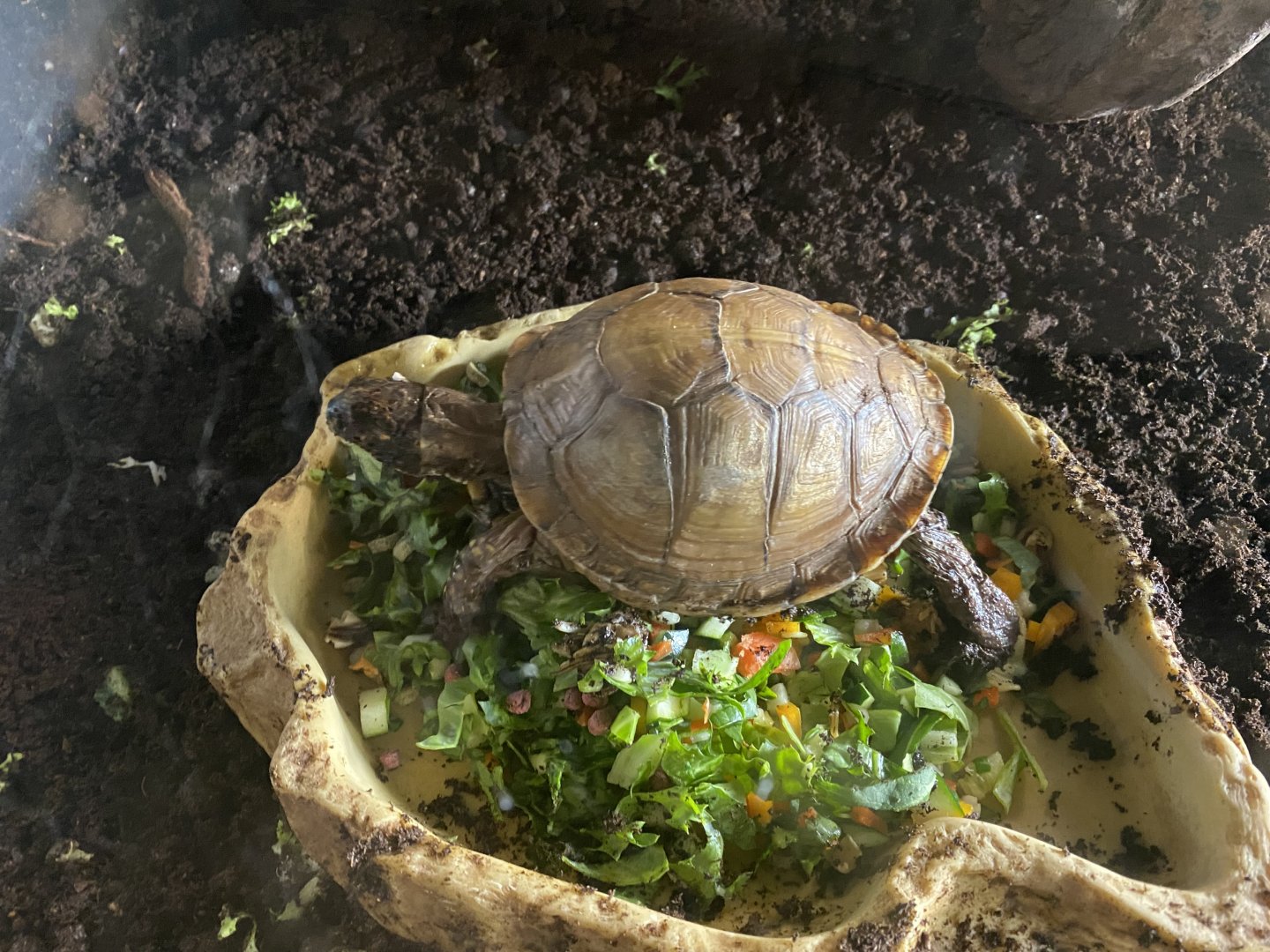 Three-toed box turtle
