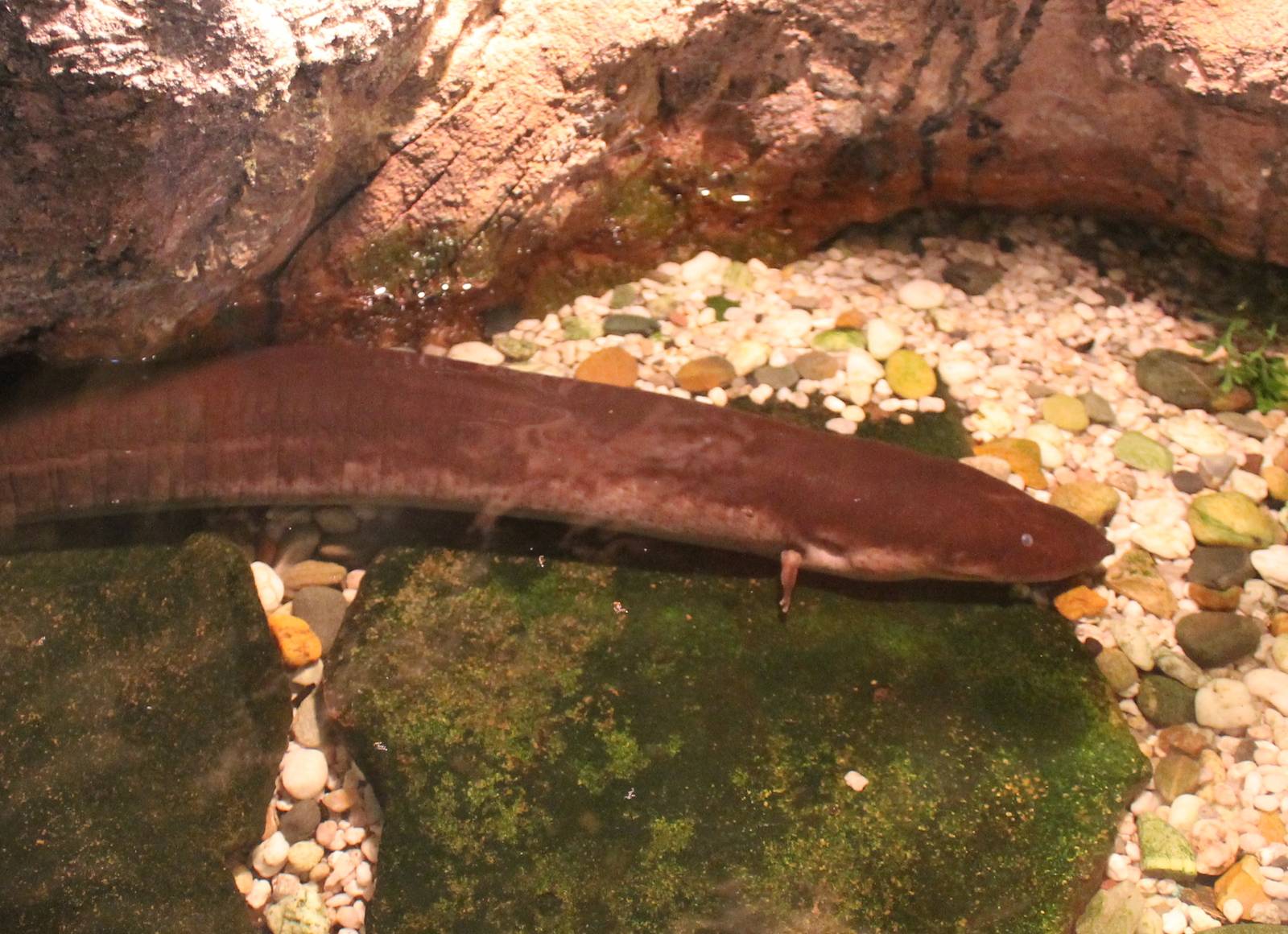 Three-toed eelnewt